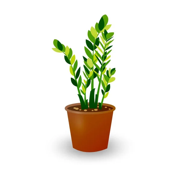 Zamiokulkas Dollar Tree Topf Isoliert Auf Weißem Hintergrund Zimmerpflanze Topf — Stockvektor