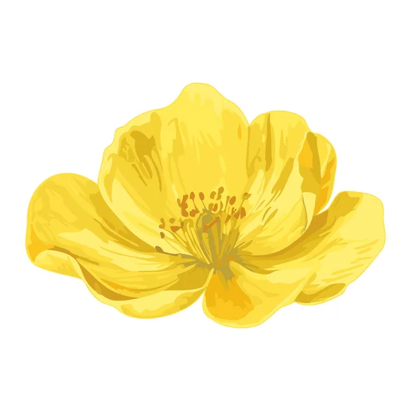 Цветущая Желтая Первоцвет Желтый Цветок Изолирован Цветочные Акварели Голова Цветка — стоковый вектор