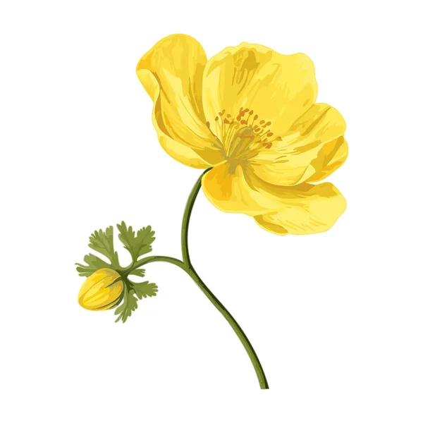 Twig with blooming yellow flower. Spring field flower. Floral watercolor. Design element for wedding cards, invitations, greeting posters. Vector botanical illustration.