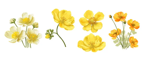Желтые Цветы Echscholtzia Калифорнийский Золотой Мак Коллекция Желтых Цветов Акварели — стоковый вектор