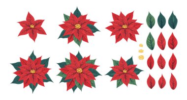 Noktalı çiçek seti, yaprakları ve yaprakları. Küçük sarı çiçekleri çevreleyen kırmızı kırmızı çizgili Meksika Poinsetya bitkisi. Noel veya Yeni Yıl için popüler bir ev bitkisi.