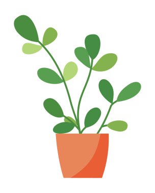 Yuvarlak yeşil yapraklı ev bitkisi küçük turuncu seramik kapta. Beyaz arka planda kapalı bitki tasarımı elementi izole edildi. Vektör botanik çizimi