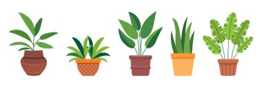 Çiçek saksısında bir grup yeşil bitki. Basit düz vektör tasarımı. Ev, balkon, veranda, teras, bahçe, ofis, oturma odası dekorasyonu için saksı yeşili..