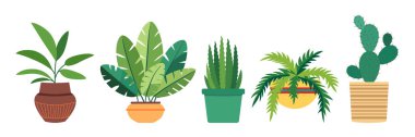 Seramik kapta kapalı alandaki bitkilerin toplanması. Düz vektör çizimi. Ev, balkon, teras, bahçe, veranda, ofis, oturma odası dekorasyonu için yeşil yaprak bitkisi. 