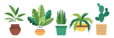 Esrar içinde dekoratif ev bitkileri. Düz stil vektör görüntüsü. Evin, terasın, balkonun, verandanın, ofisin, yaşam alanının, bahçenin iç ve dış dekorasyonu için yeşil saksı bitkisi..