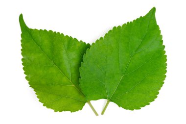 İzole edilmiş yapraklar. Üst manzara beyaz arka planda iki dut yaprağı. kırpma yolları ile.