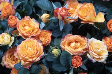 Turuncu gül çiçekleri, kır evi bahçesi, özgürleştirici şafak. Gül çiçeği arka planda bulanık gül çiçeği arka planda gül bahçesi. 