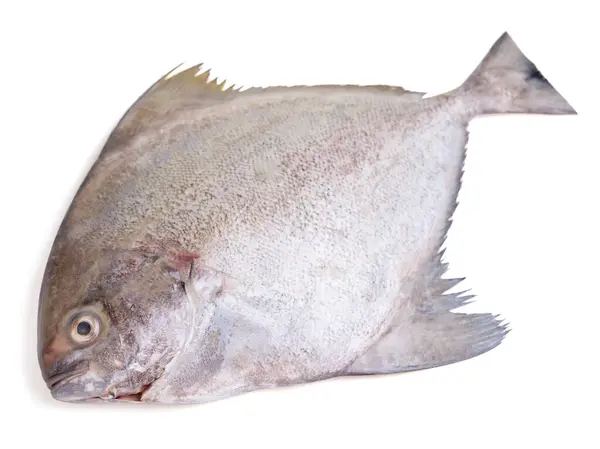 Beyaz arka planda izole edilmiş taze siyah pomfret balığı. kırpma yolu ile.