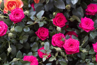 Pembe arkaplanda gül çiçeği. Arka planda gül çiçeği..