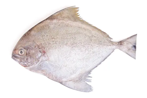 Beyaz arka planda izole edilmiş taze siyah pomfret balığı. kırpma yolu ile.