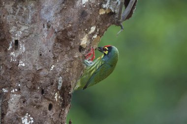 Gerçek doğada bakır barbet (Megalima haemacephala)