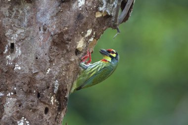 Gerçek doğada bakır barbet (Megalima haemacephala)