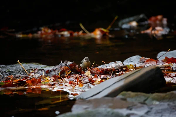 Cinza Wagtail Procura Insetos Entre Folhas Outono — Fotografia de Stock