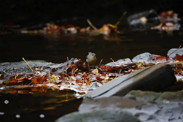 Серый Хвостик Поисках Насекомых Среди Осенних Листьев — стоковое фото