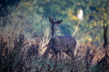 Çayırda dişi geyik.