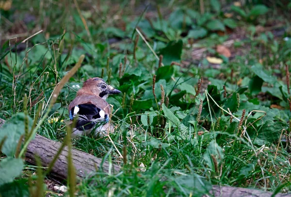 Eurasian Jay Searching Food Woods — Stock Photo, Image