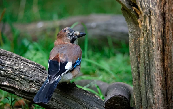Avrasyalı Jay ormanda yiyecek arıyor.