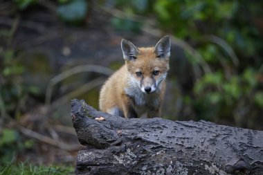 Bahçeyi keşfeden bir tilki ailesi.
