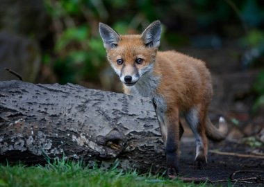 Bahçeyi keşfeden bir tilki ailesi.