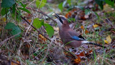 Avrasyalı Jay ormanda yiyecek topluyor.