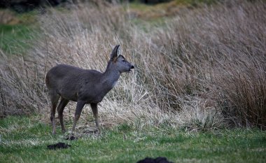 Bir alanda otlayan karaca