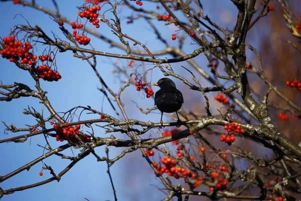 Björnfåglar Festar Vinterbär — Stockfoto