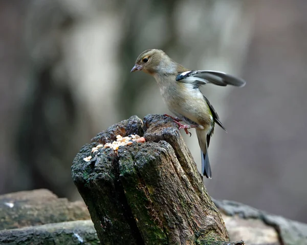 Kedjefåglar Som Äter Skogsmark — Stockfoto