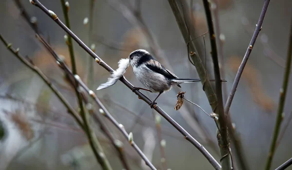 Long Tailed Tit Building Nest — 스톡 사진