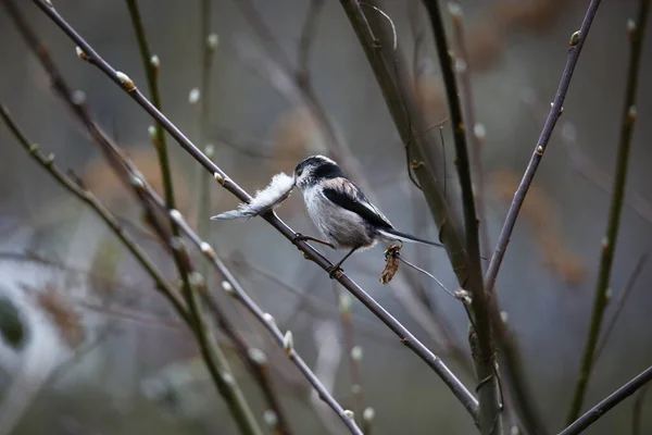 Long Tailed Tit Building Nest — 스톡 사진