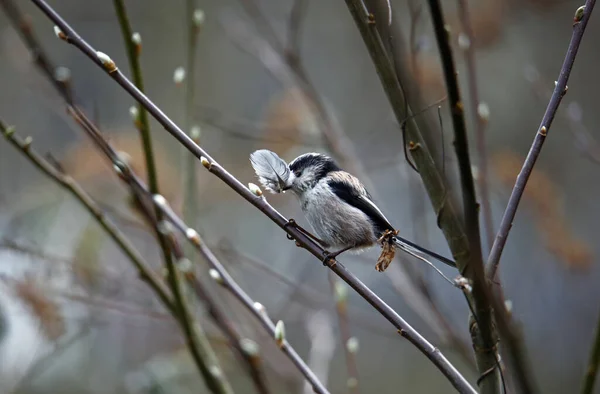 Long Tailed Tit Building Nest — 图库照片