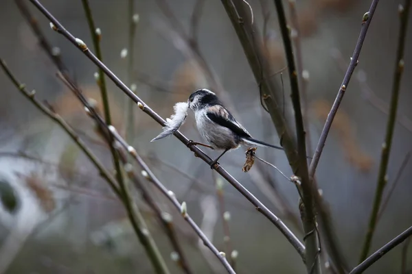 Long Tailed Tit Building Nest — Stock fotografie