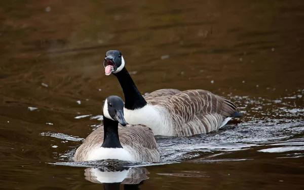 Canada Geese Lake Ready Breed — Stock Photo, Image
