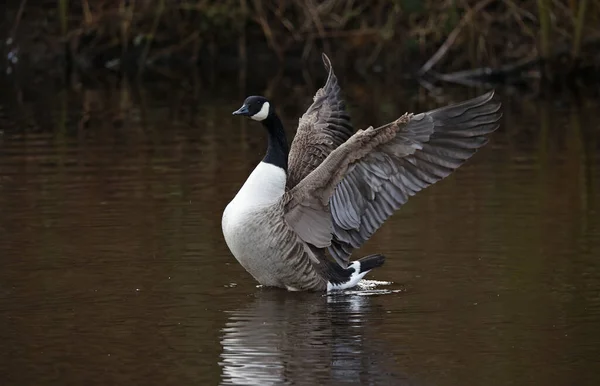 stock image Canada geese on a lake ready to breed