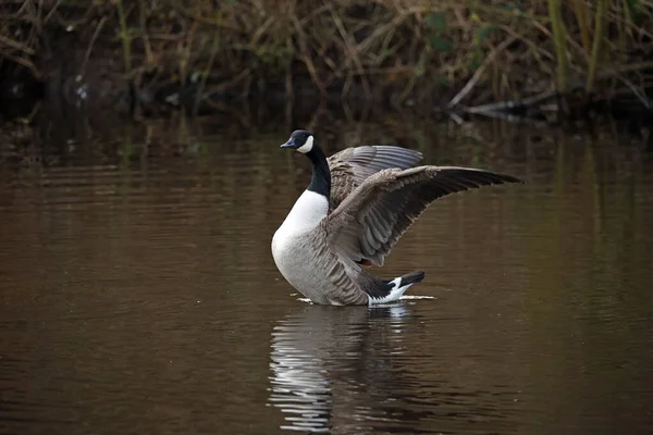 Canada Geese Lake Ready Breed — Stock Photo, Image