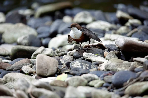 stock image Eurasian dippers displaying and nesting on the river