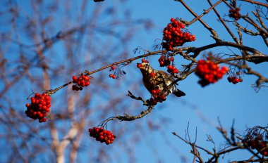 Tarla yaban mersini ziyafeti