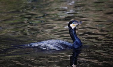 Nehirde karabatak avcılığı