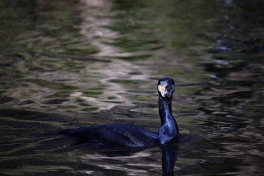 Nehirde karabatak avcılığı