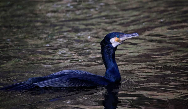 stock image Cormorant fishing on the local river