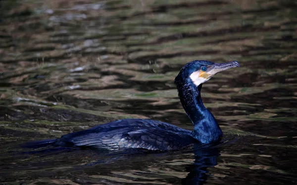 stock image Cormorant fishing on the local river