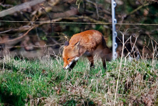 Fox Explorando Largo Orilla Del Río — Foto de Stock
