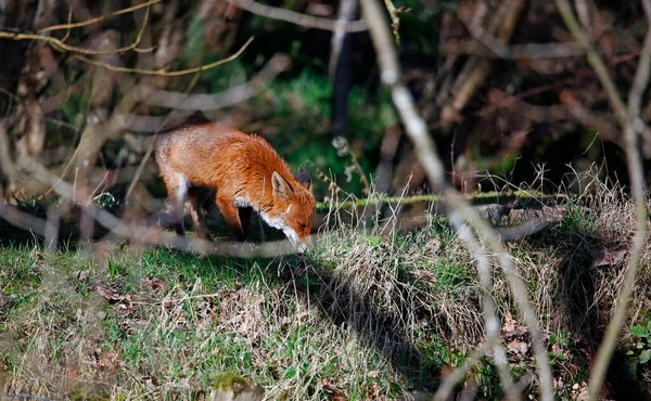 Fox Exploring Riverbank — Stock Photo, Image
