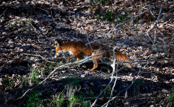 Fox Explorant Long Rivière — Photo