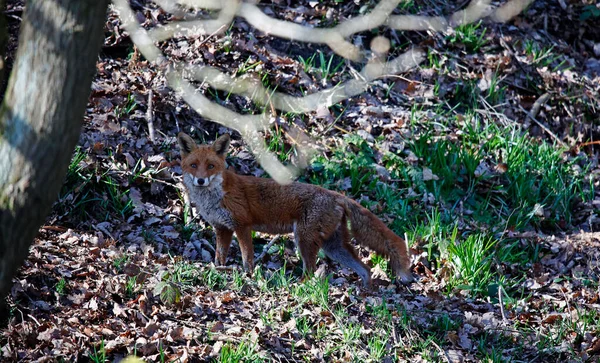 Fox nehir kıyısını keşfediyor.