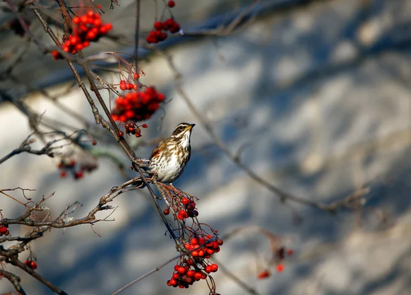 Redwings Krmí Zimních Bobulích — Stock fotografie