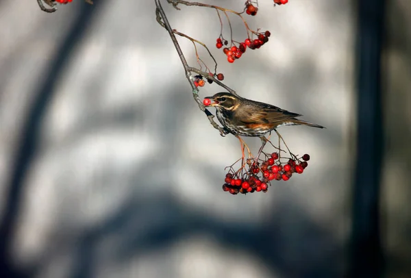 Redwings Feeding Winter Berries — Stockfoto