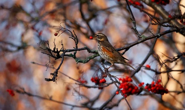 Redwings Alimentando Bagas Inverno — Fotografia de Stock