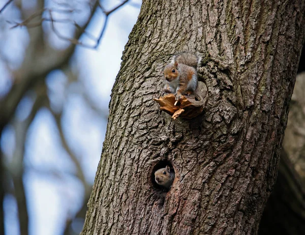 Grey Squirrel Emerging Old Woodpecker Nest Hole — Stock Photo, Image