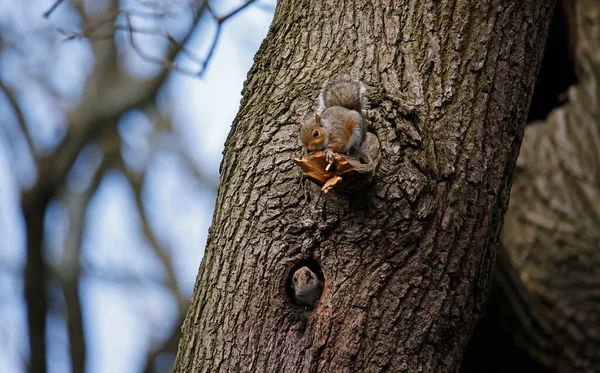 Grey Squirrel Emerging Old Woodpecker Nest Hole — Stock Photo, Image