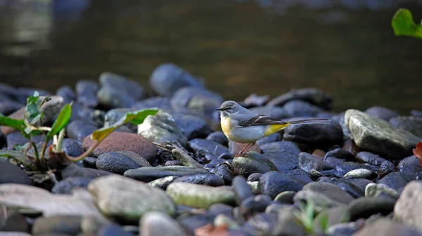 Γκρι Καρότσα Ψάχνει Για Τροφή Κατά Μήκος Του Ποταμού — Φωτογραφία Αρχείου